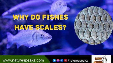 why fish have scales